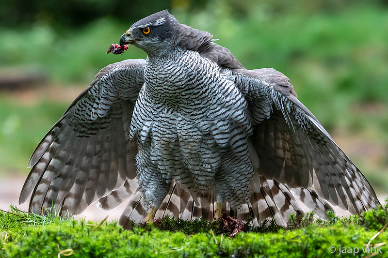 Northern Goshawk - Havik - Accipiter gentilis