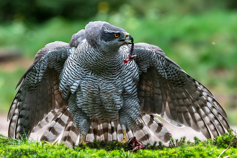 Northern Goshawk - Havik - Accipiter gentilis