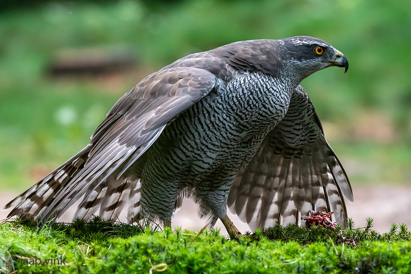 Northern Goshawk - Havik - Accipiter gentilis