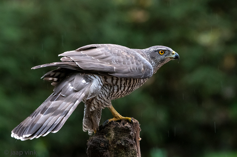 Northern Goshawk - Havik - Accipiter gentilis