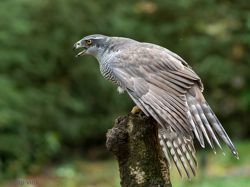 Northern Goshawk - Havik - Accipiter gentilis