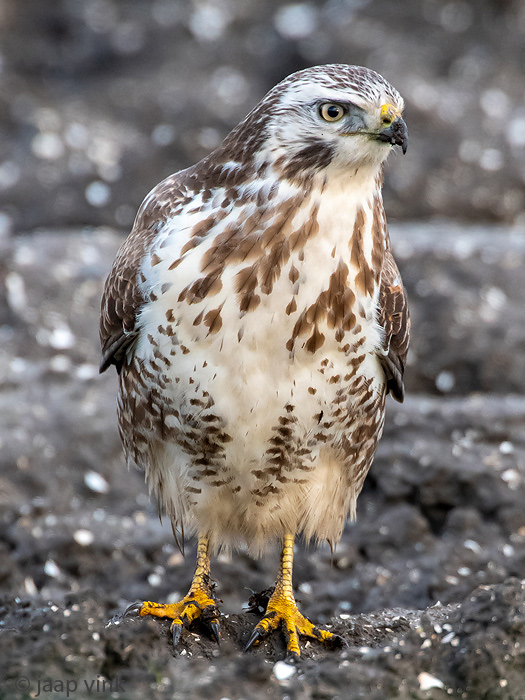 Common Buzzard - Buizerd - Buteo buteo