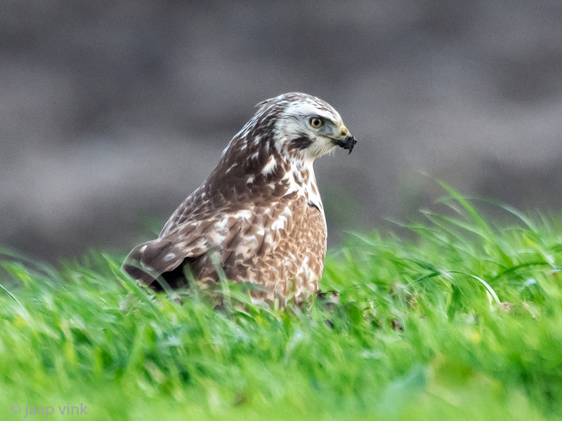 Common Buzzard - Buizerd - Buteo buteo