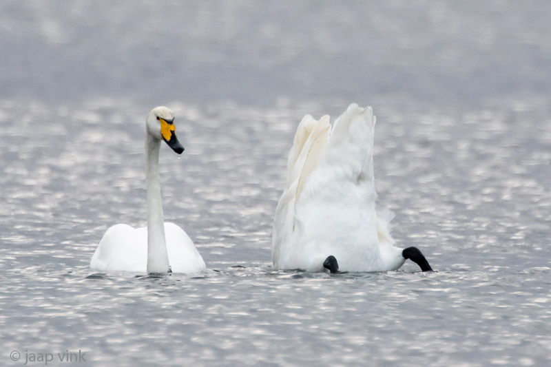 Whooper Swan - Wilde Zwaan - Cygnus cygnus