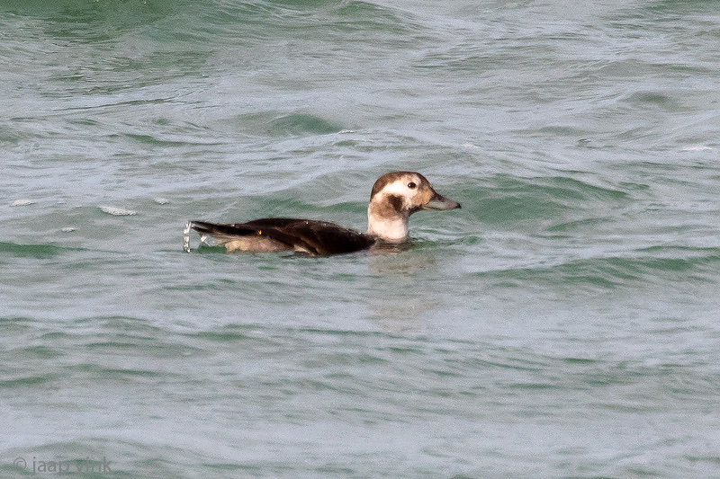 Long-tailed Duck - IJseend - Clangula hyemalis 