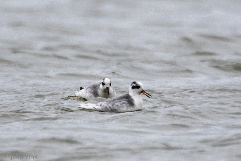 Grey Phalarope - Rosse  Franjepoot - Phalaropus fulicarius