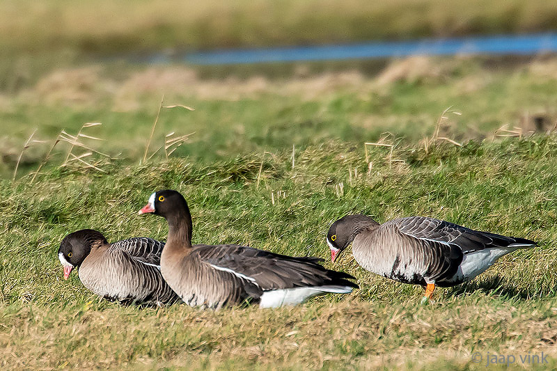 Lesser White-fronted Goose - Dwerggans - Anser erythropus