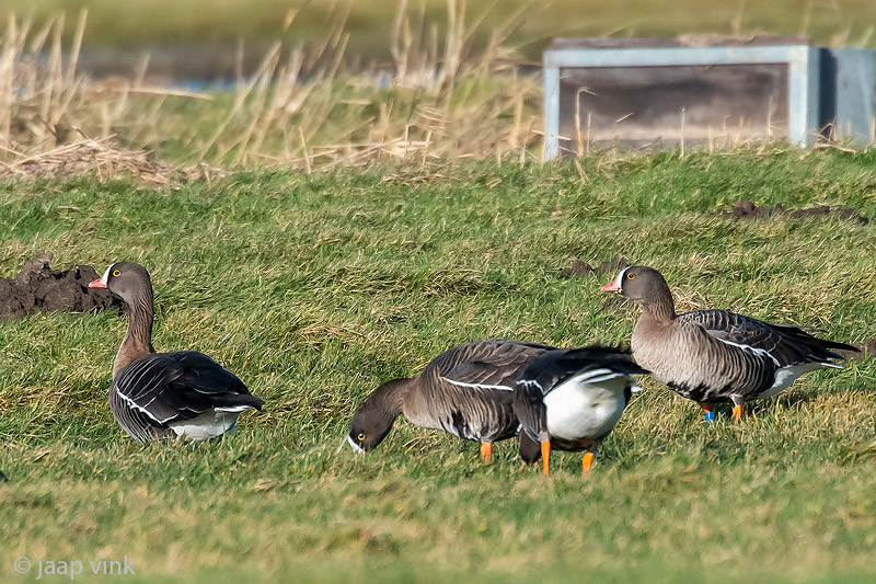 Lesser White-fronted Goose - Dwerggans - Anser erythropus