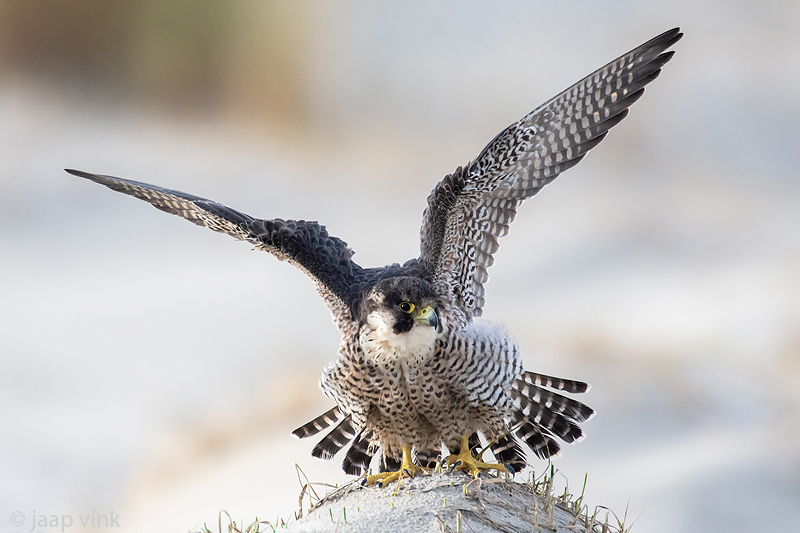 Peregrine - Slechtvalk - Falco peregrinus