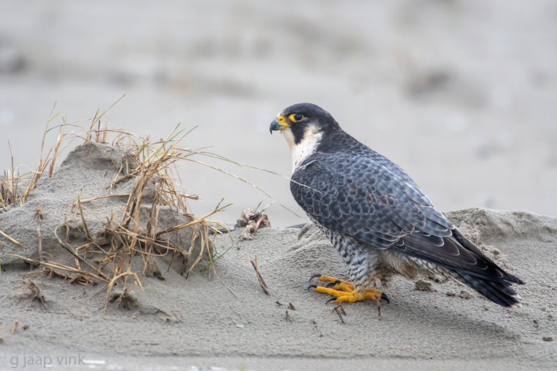 Peregrine - Slechtvalk - Falco peregrinus