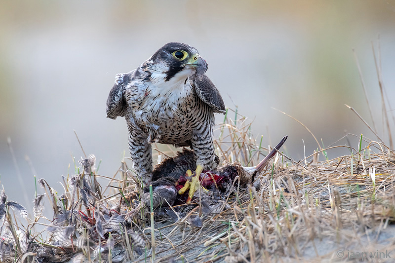 Peregrine - Slechtvalk - Falco peregrinus