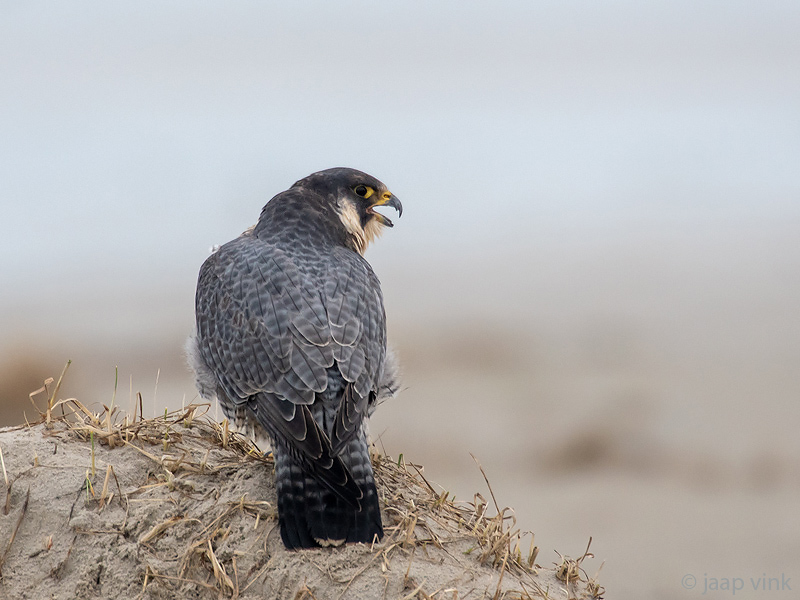 Peregrine - Slechtvalk - Falco peregrinus