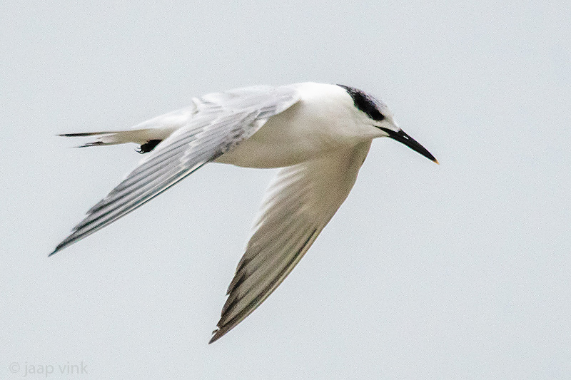 Sandwich Tern - Grote Stern - Thalasseus sandvicensis