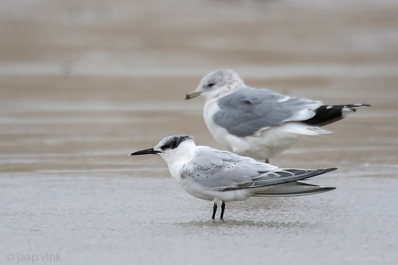 Sandwich Tern - Grote Stern - Thalasseus sandvicensis