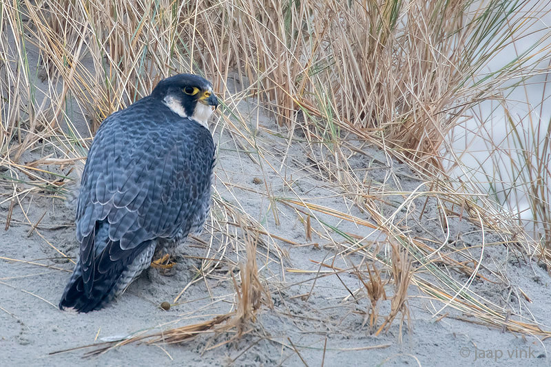 Peregrine - Slechtvalk - Falco peregrinus