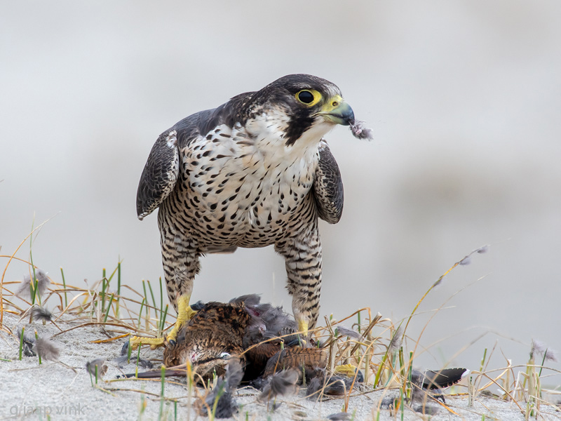 Peregrine - Slechtvalk - Falco peregrinus