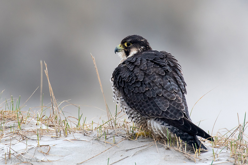 Peregrine - Slechtvalk - Falco peregrinus