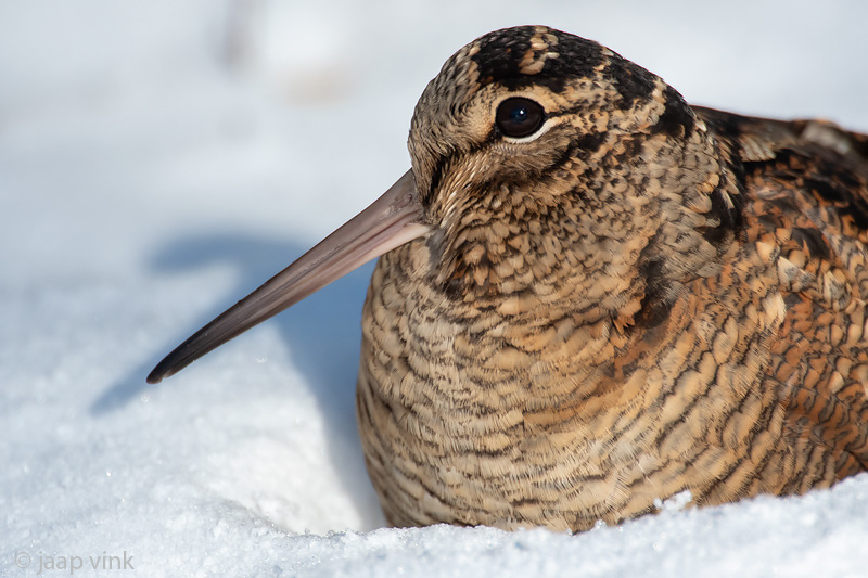 Eurasian Woodcock - Houtsnip - Scolopax rusticola