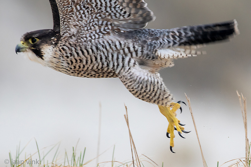 Peregrine - Slechtvalk - Falco peregrinus