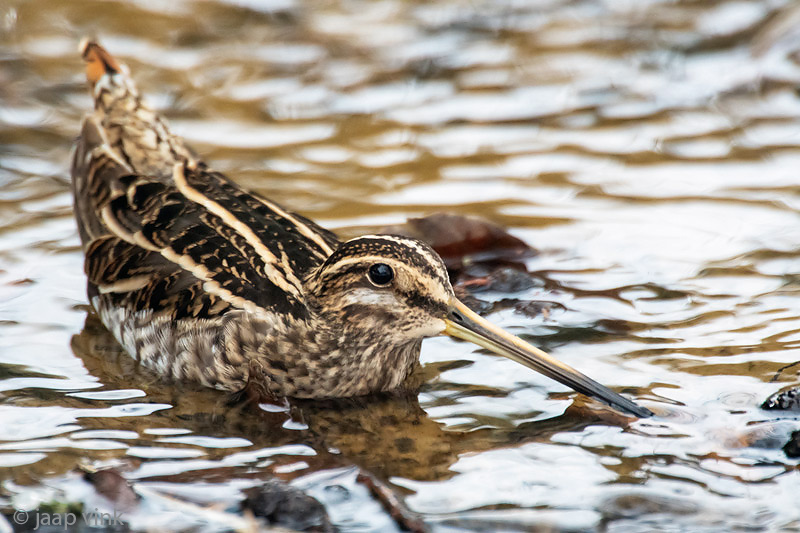 Common Snipe - Watersnip - Gallinago gallinago