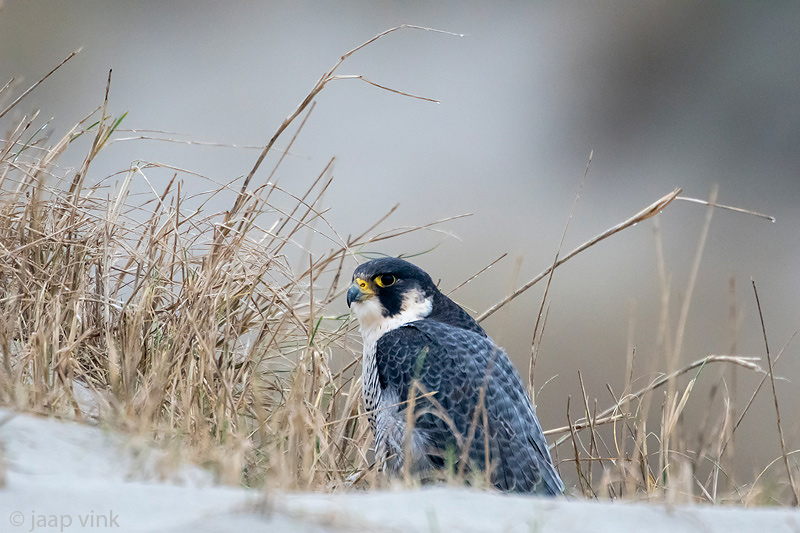 Peregrine - Slechtvalk - Falco peregrinus