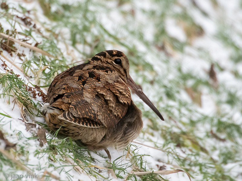 Eurasian Woodcock - Houtsnip - Scolopax rusticola