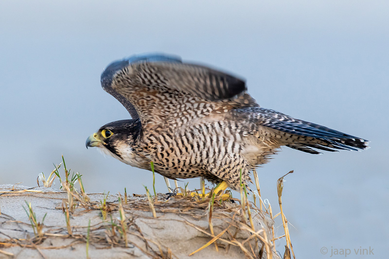 Peregrine - Slechtvalk - Falco peregrinus