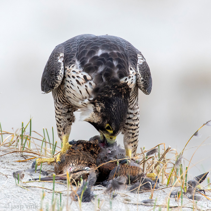 Peregrine - Slechtvalk - Falco peregrinus