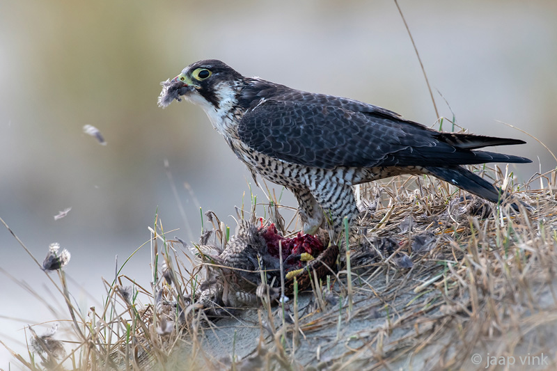 Peregrine - Slechtvalk - Falco peregrinus