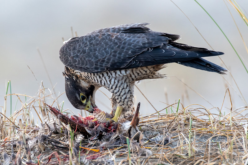 Peregrine - Slechtvalk - Falco peregrinus