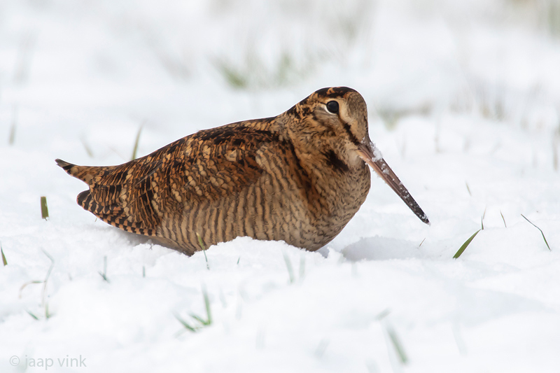 Eurasian Woodcock - Houtsnip - Scolopax rusticola