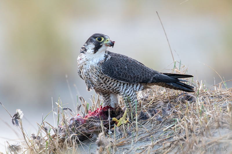 Peregrine - Slechtvalk - Falco peregrinus