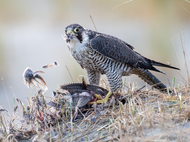 Peregrine - Slechtvalk - Falco peregrinus