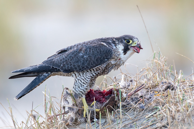 Peregrine - Slechtvalk - Falco peregrinus