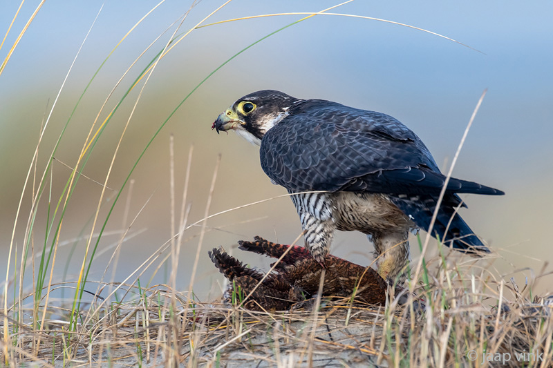 Peregrine - Slechtvalk - Falco peregrinus
