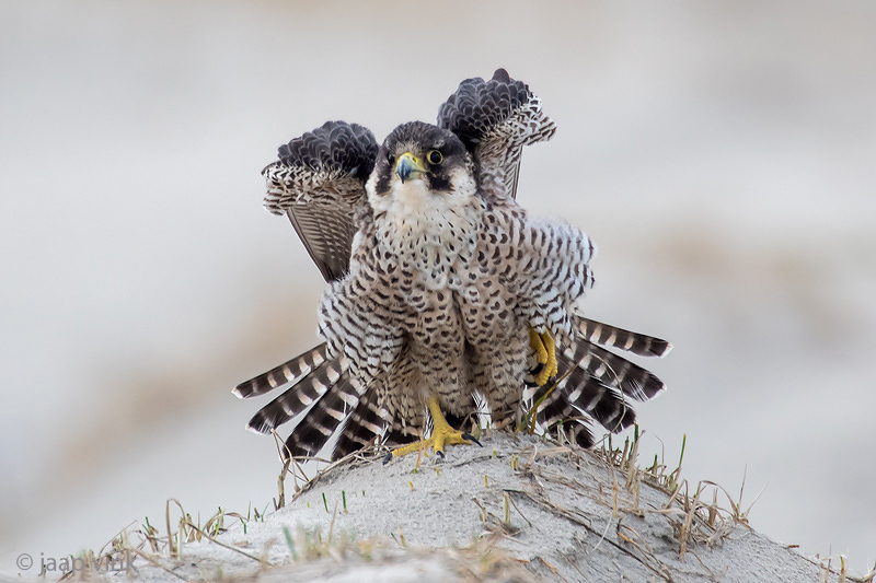 Peregrine - Slechtvalk - Falco peregrinus