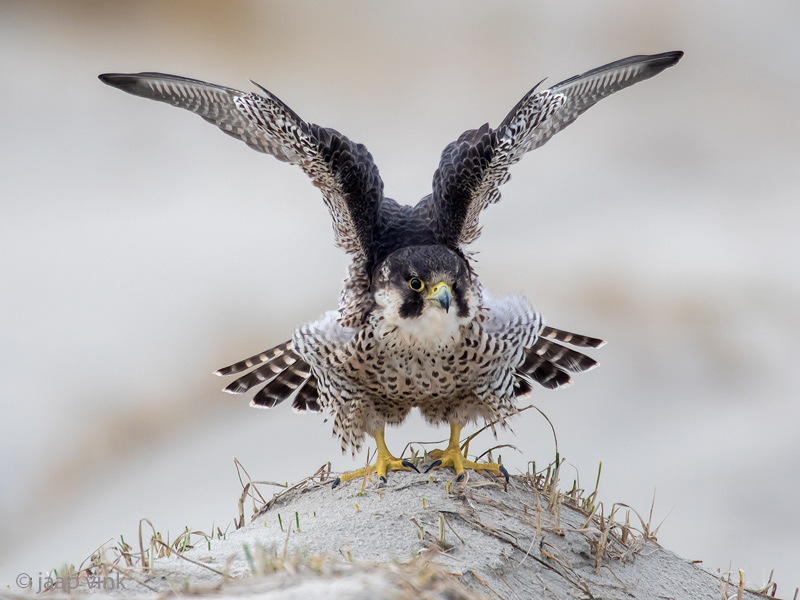 Peregrine - Slechtvalk - Falco peregrinus
