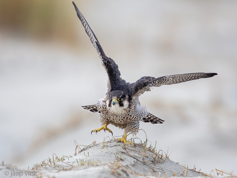 Peregrine - Slechtvalk - Falco peregrinus
