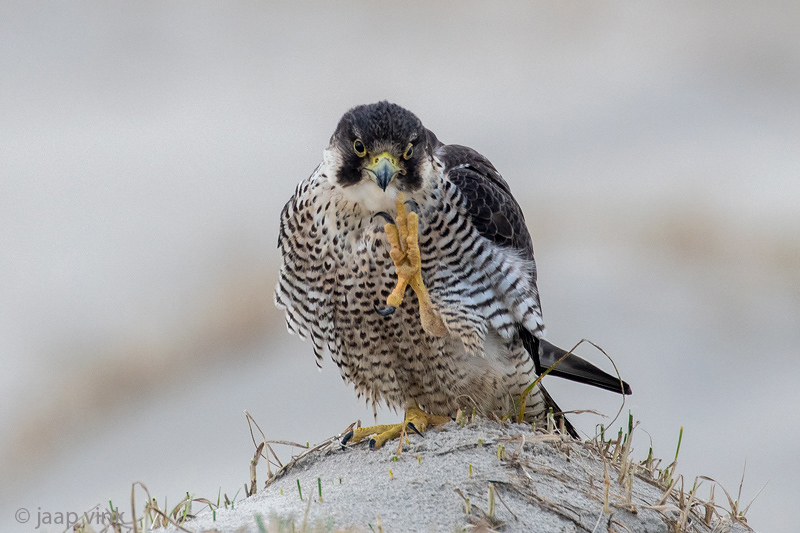Peregrine - Slechtvalk - Falco peregrinus