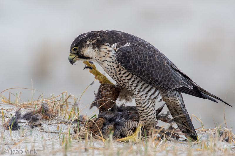 Peregrine - Slechtvalk - Falco peregrinus