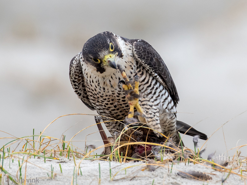 Peregrine - Slechtvalk - Falco peregrinus