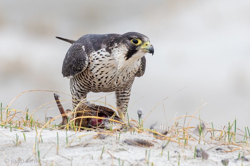 Peregrine - Slechtvalk - Falco peregrinus
