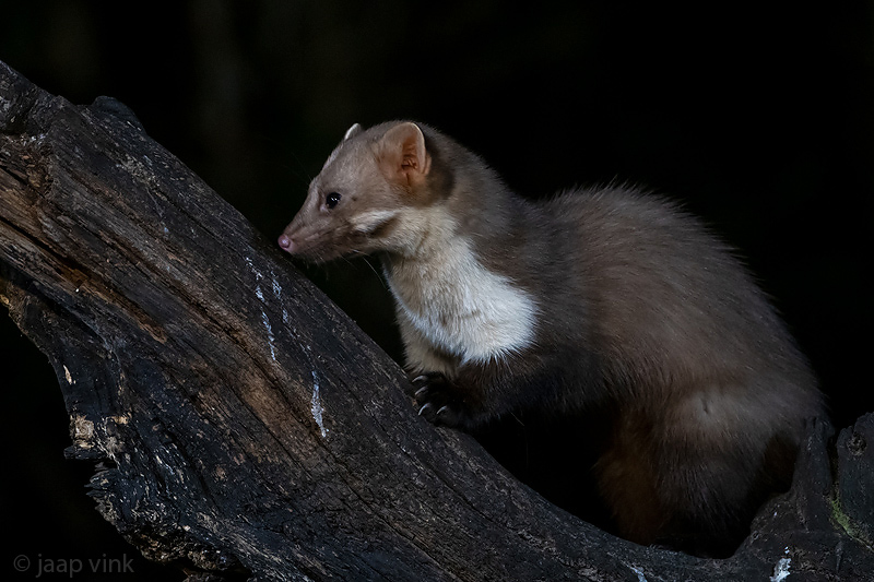 Beech Marten - Steenmarter - Martes foina
