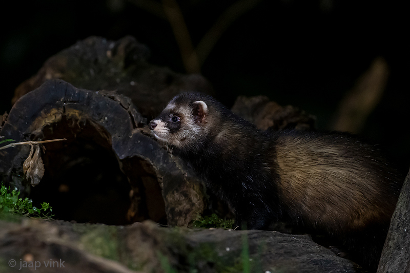 European Polecat - Bunzing - Mustela putorius