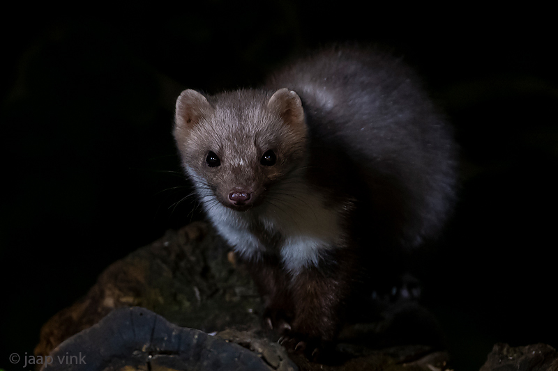 Beech Marten - Steenmarter - Martes foina