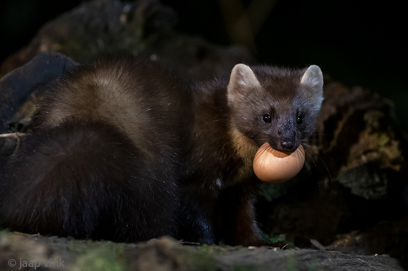 European Pine Marten - Boommarter - Martes martes