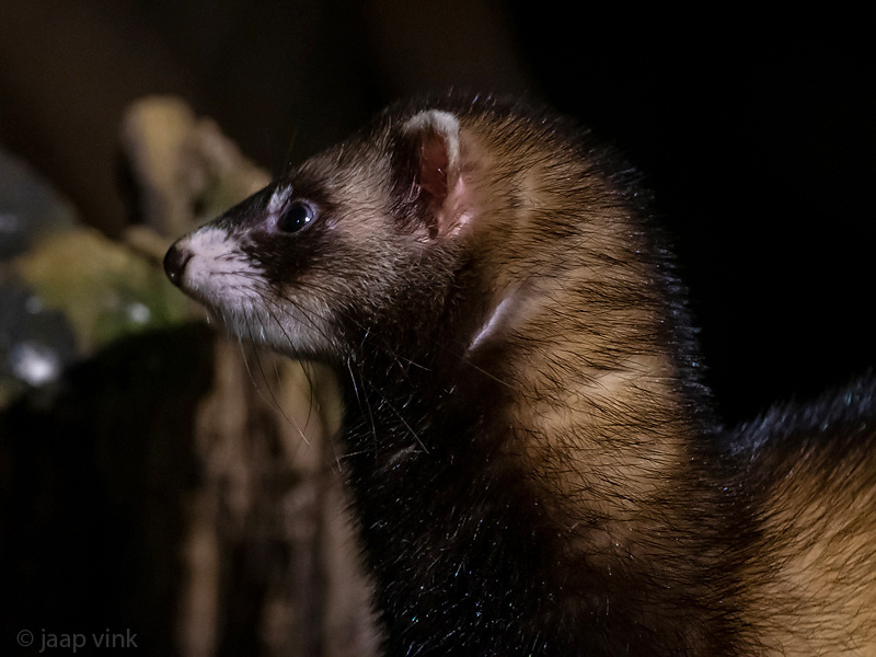 European Polecat - Bunzing - Mustela putorius