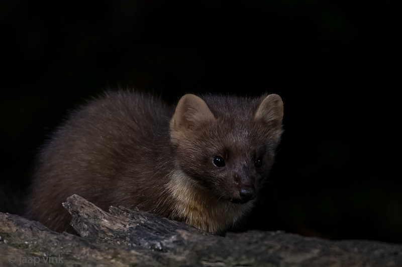 European Pine Marten - Boommarter - Martes martes