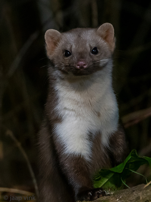 Beech Marten - Steenmarter - Martes foina