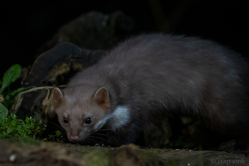 Beech Marten - Steenmarter - Martes foina